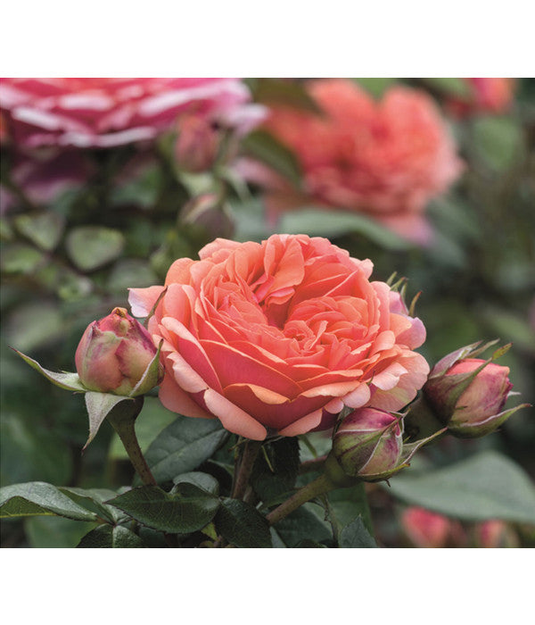  Edelrose 'Chippendale®'