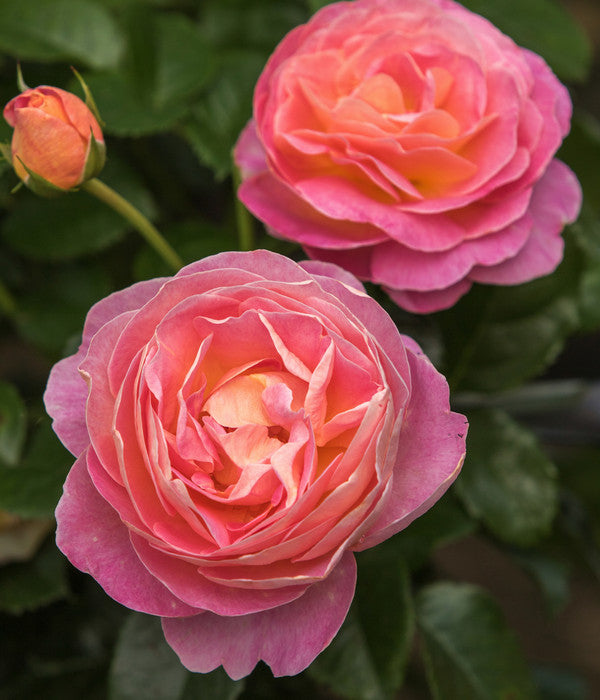  Edelrose 'Dornburger Schlossrose'