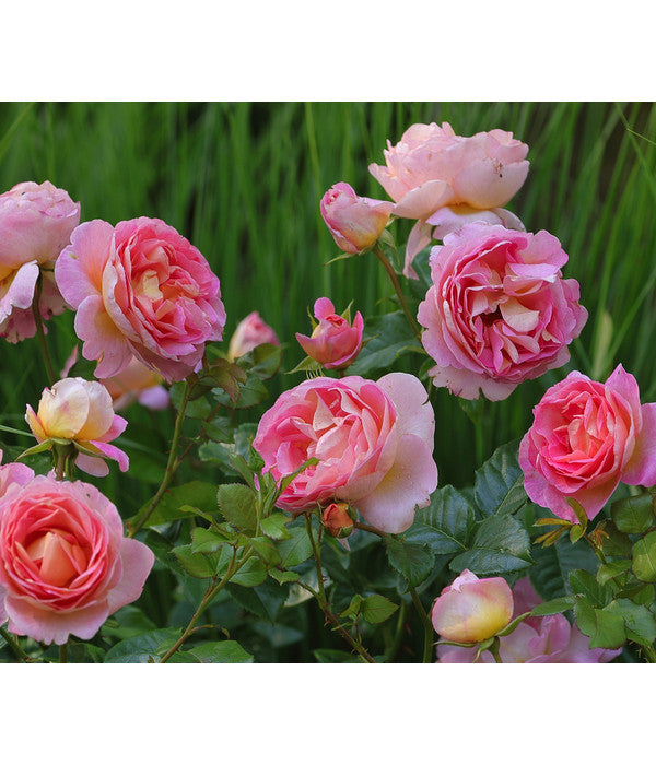  Edelrose 'Dornburger Schlossrose'