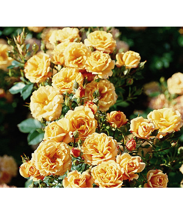  Zwergrose 'Apricot Clementine®', Stämmchen