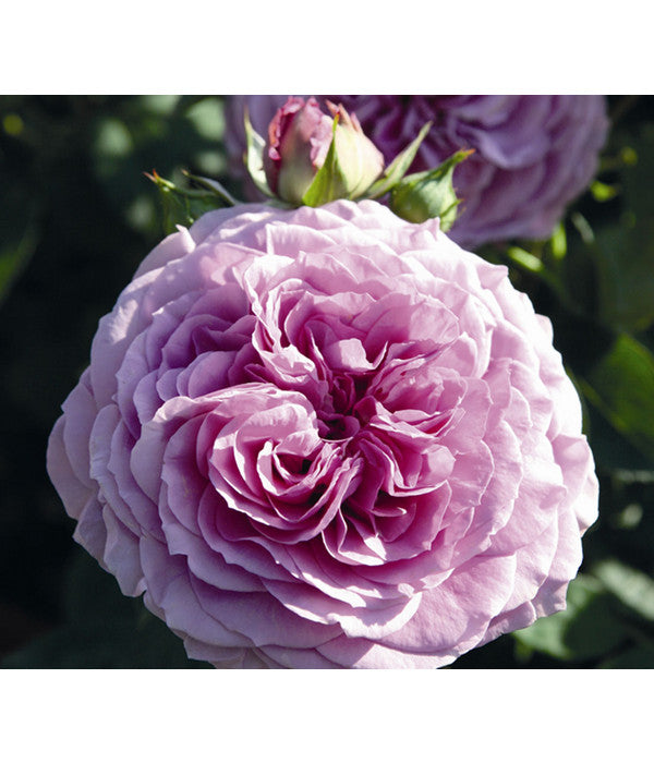  Zwergrose 'Lavender Ice®'