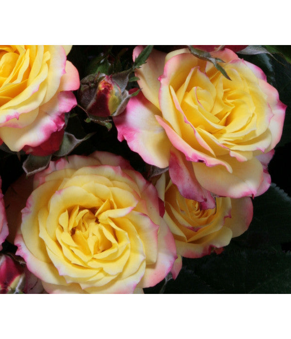  Zwergrose 'Tropical Clementine®'