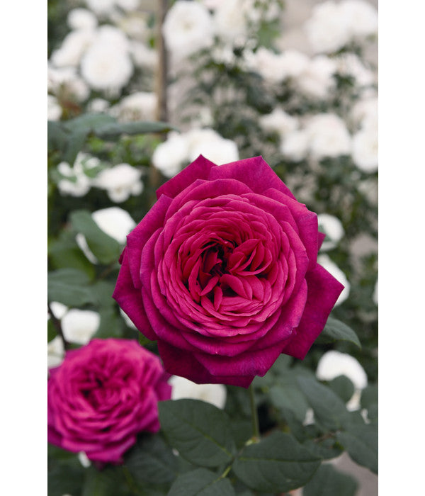  Edelrose 'J.W.v. Goethe Rose®', Stämmchen