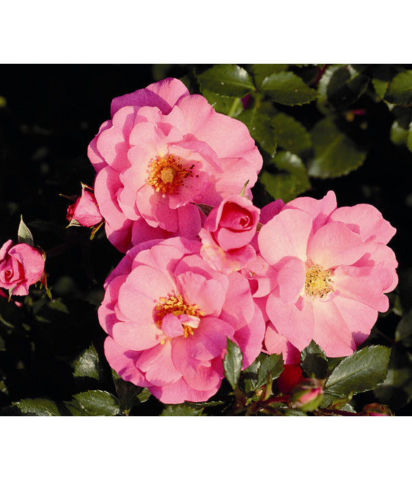  Bodendeckerrose 'Mirato®', 3er-Set