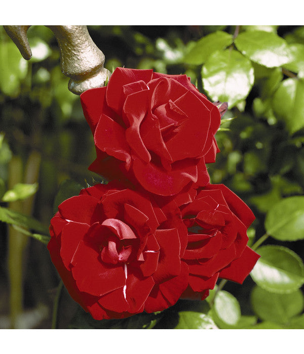  Kletterrose 'Santana®'