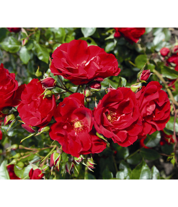  Strauchrose 'Paprika®'