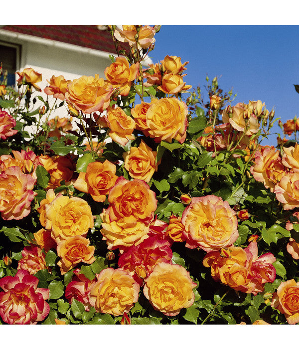  Strauchrose 'Sahara®'