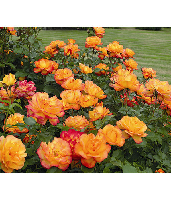  Strauchrose 'Sahara®'