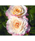  Edelrose 'Aquarell®', Stämmchen