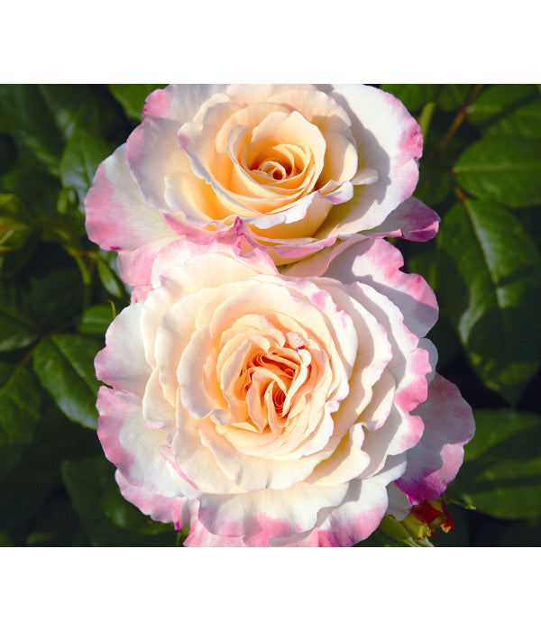  Edelrose 'Aquarell®'