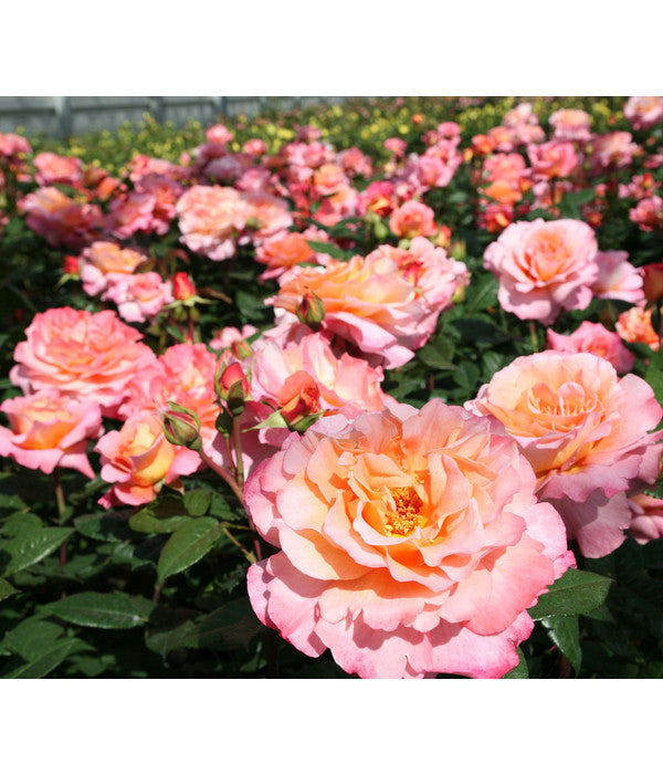  Edelrose 'Augusta Luise®'