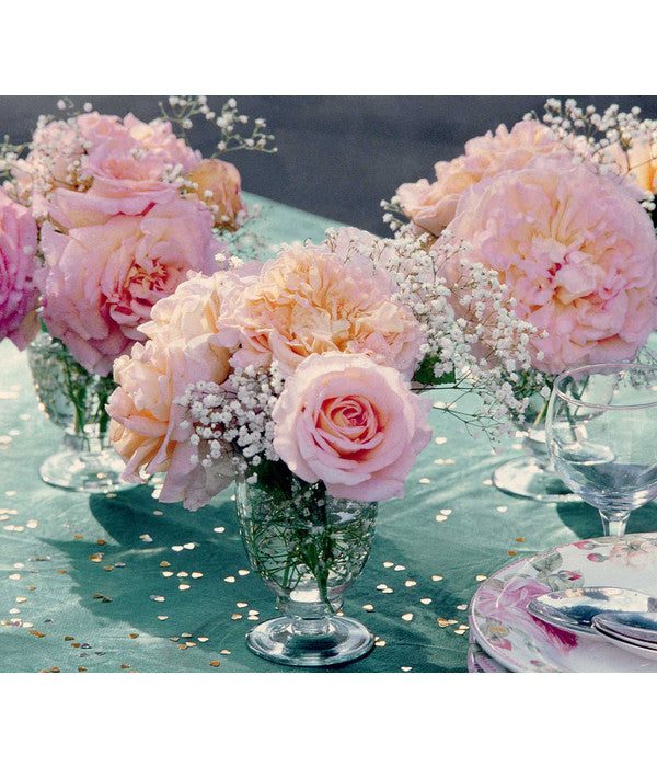  Edelrose 'Augusta Luise®'