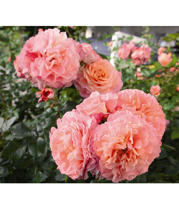  Edelrose 'Augusta Luise®'
