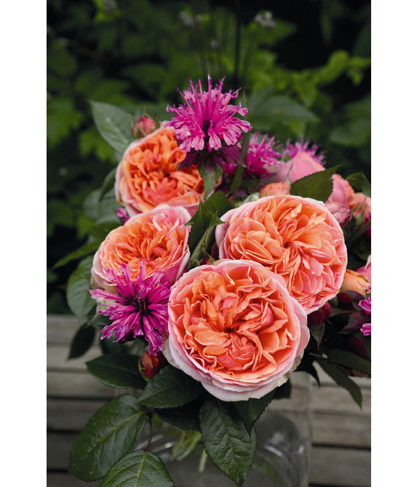 Edelrose 'Chippendale®'