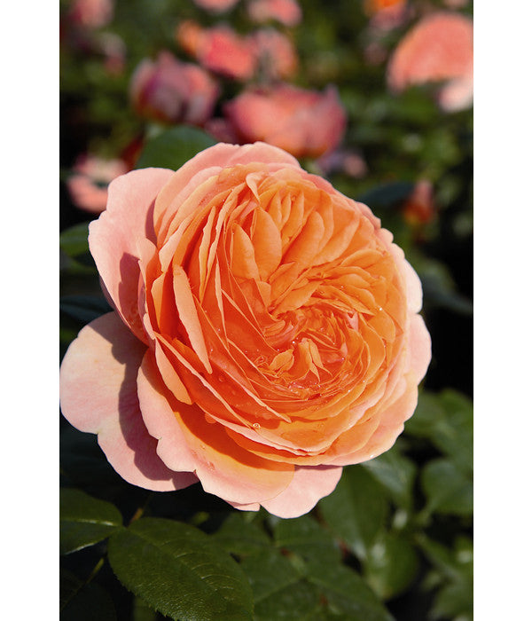  Edelrose 'Chippendale®'