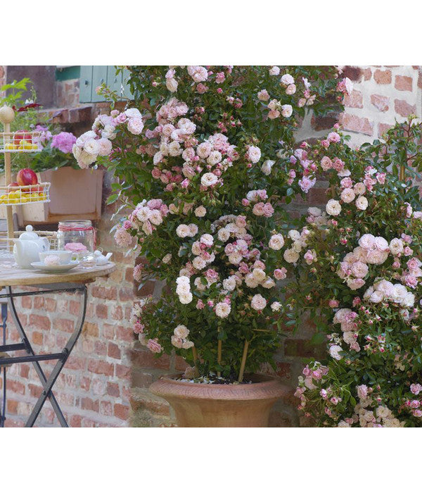  Zwerg-Kletterrose 'Starlet® Alina®'