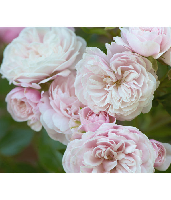  Zwerg-Kletterrose 'Starlet® Alina®'