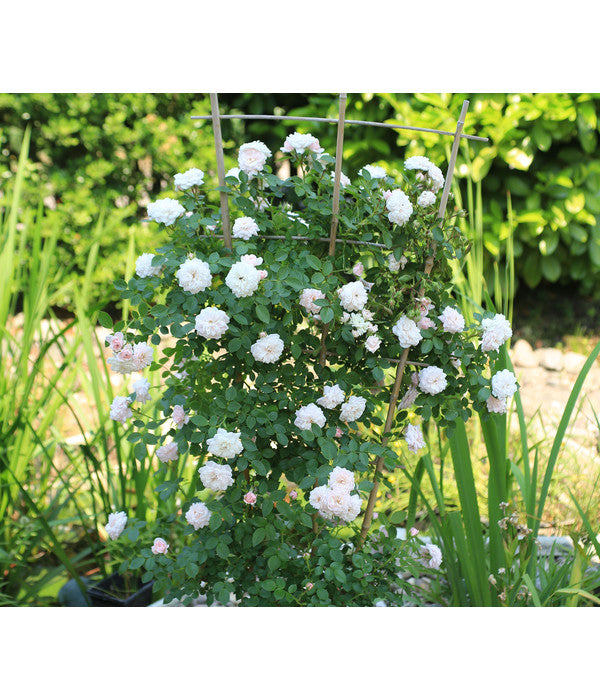  Zwerg-Kletterrose 'Starlet® Alina®'