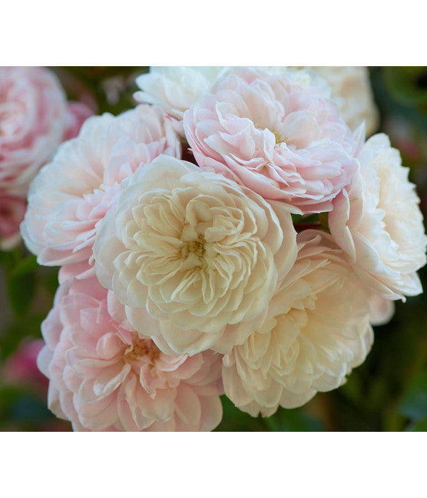  Zwerg-Kletterrose 'Starlet® Alina®'
