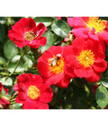  Beetrose 'Bienenweide®', Rot