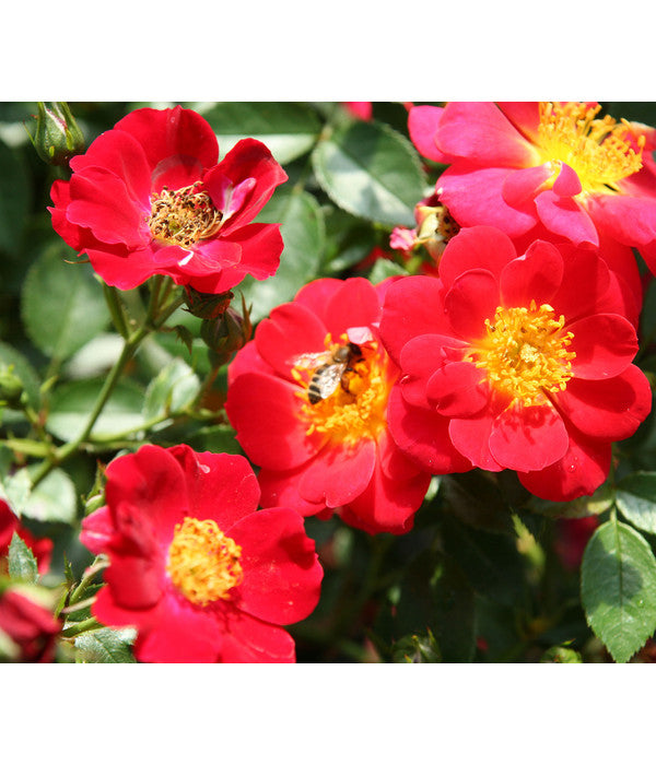  Beetrose 'Bienenweide®', Rot