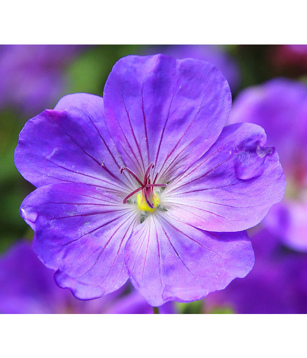  Storchschnabel 'Rozanne®'