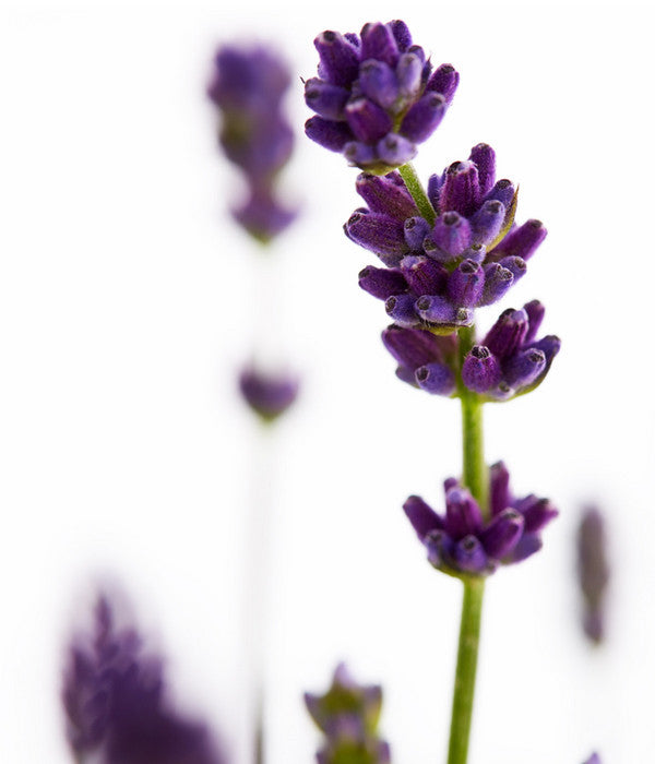  Duft-Lavendel 'Felice', 4er-Set