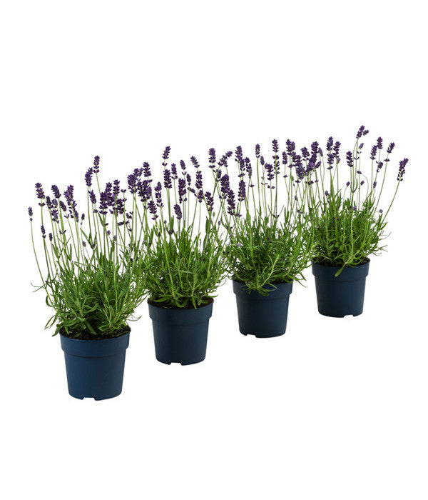  Duft-Lavendel 'Felice', 4er-Set