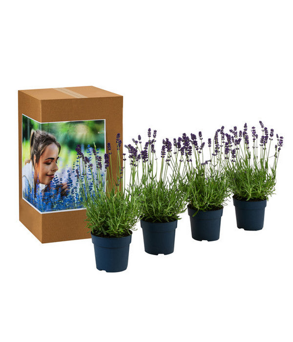  Duft-Lavendel 'Felice', 4er-Set