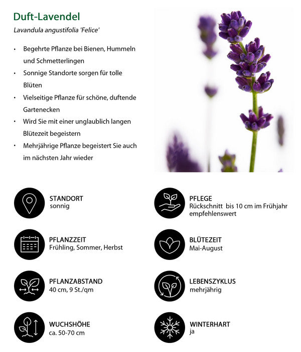  Duft-Lavendel 'Felice', 4er-Set