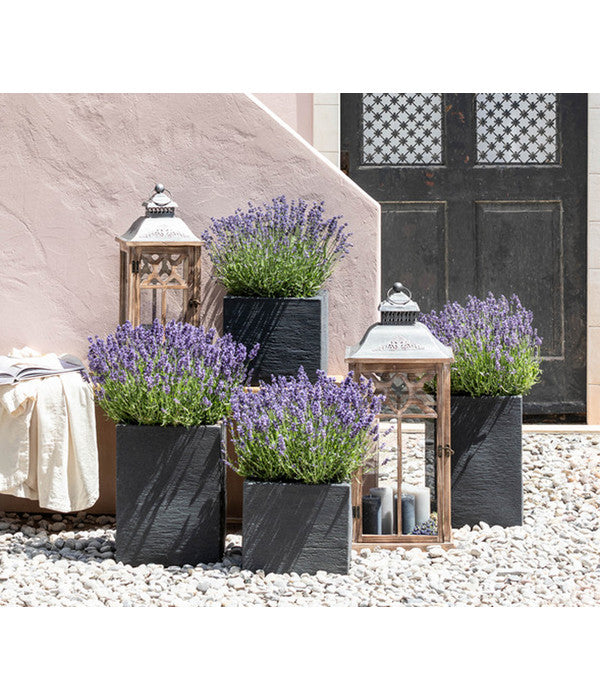 Dehners Bienen-Lavendel, 4er-Set