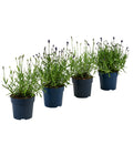  Lavendel-Set Lavendel-Vielfalt, 4-teilig