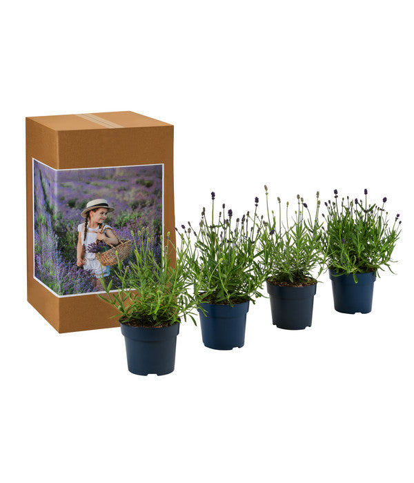  Lavendel-Set Lavendel-Vielfalt, 4-teilig