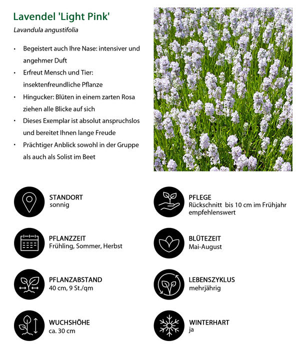  Lavendel-Set Lavendel-Vielfalt, 4-teilig