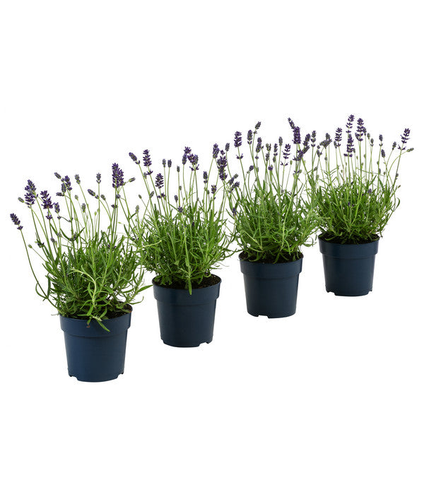 Dehners Bienen-Lavendel, 4er-Set