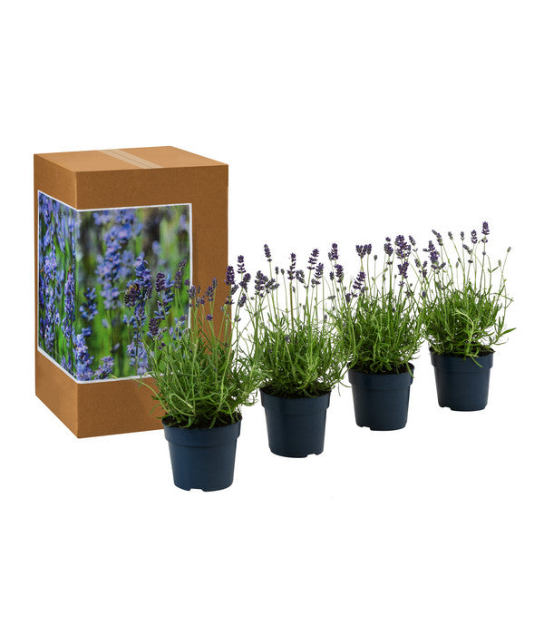  Dehners Bienen-Lavendel, 4er-Set