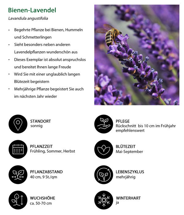  Dehners Bienen-Lavendel, 4er-Set