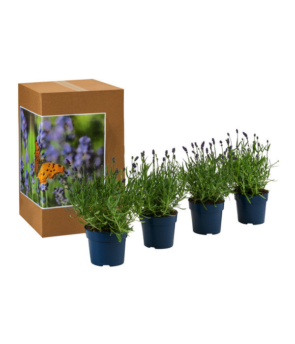  Schmetterlings-Lavendel 'Royal Blue', 4er-Set