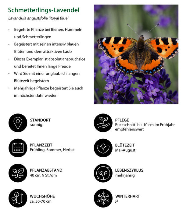  Lavendel-Set Lavendel-Vielfalt, 4-teilig