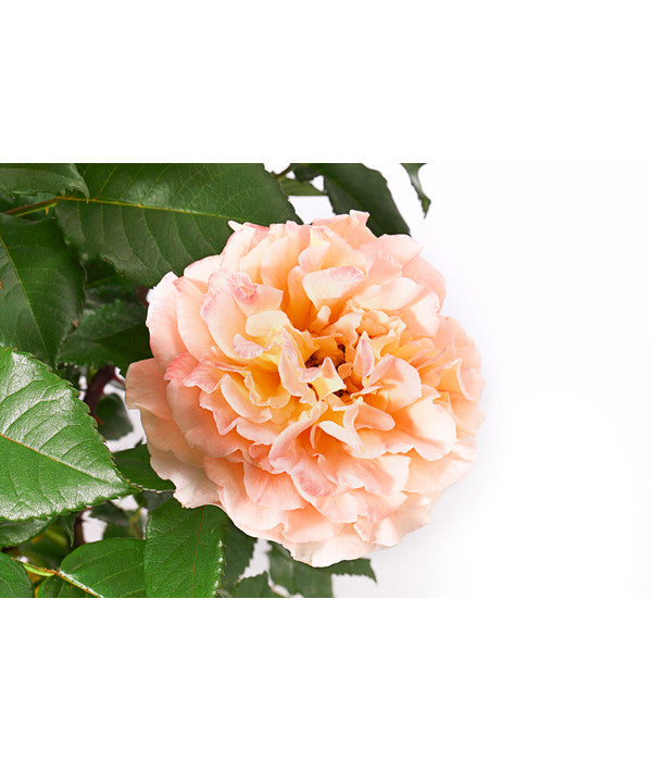  Edelrose 'Augusta Luise®'