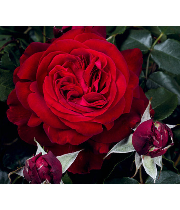  Nostalgie®-Edelrose 'Admiral®'