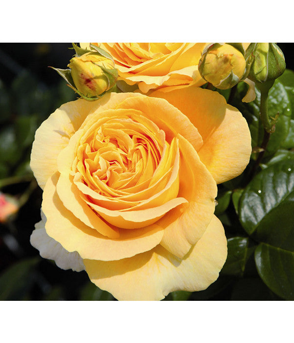  Edelrose 'Candlelight®'