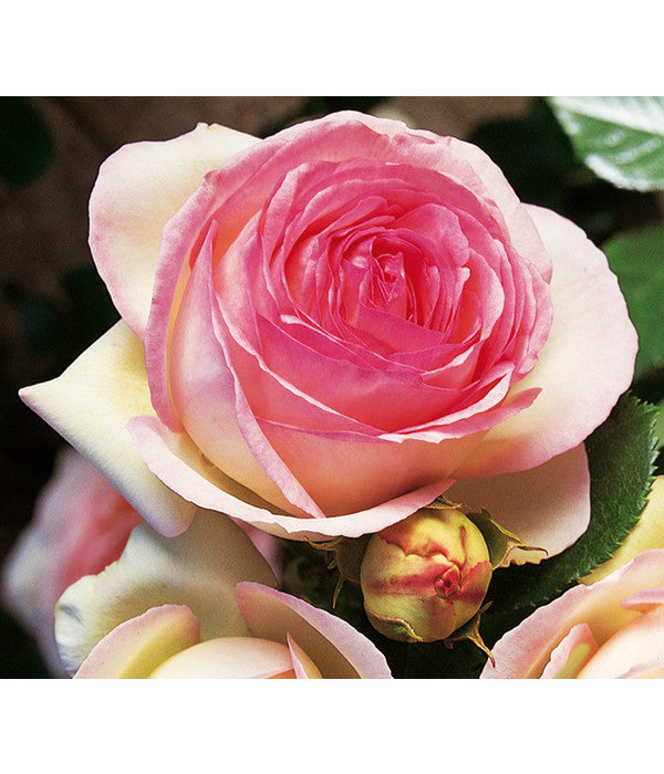  Kletterrose 'Eden Rose®'