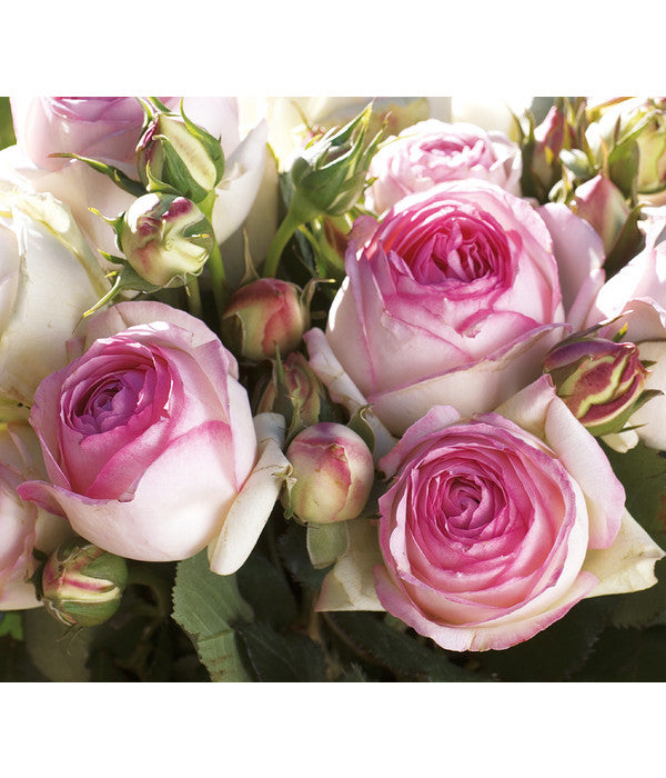  Kletterrose 'Eden Rose®'