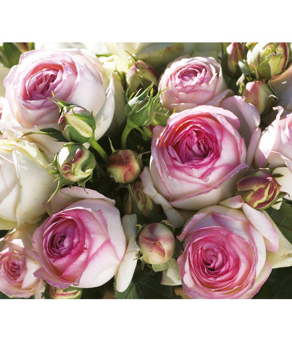  Kletterrose 'Eden Rose®'