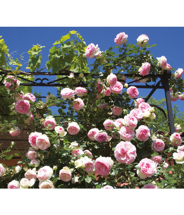  Kletterrose 'Eden Rose®'