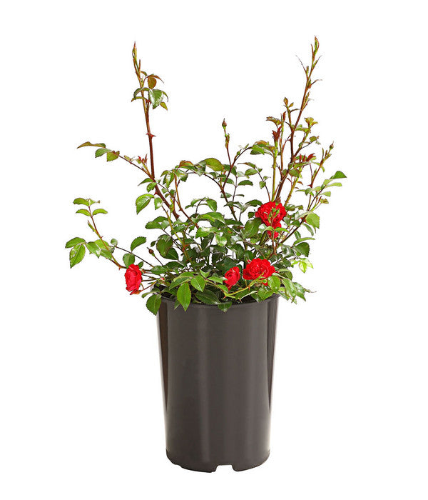  Bodendeckerrose 'Fairy King®', Rot
