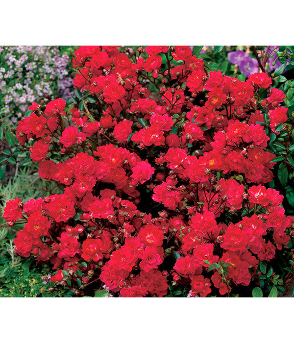  Bodendeckerrose 'Fairy King®', Rot