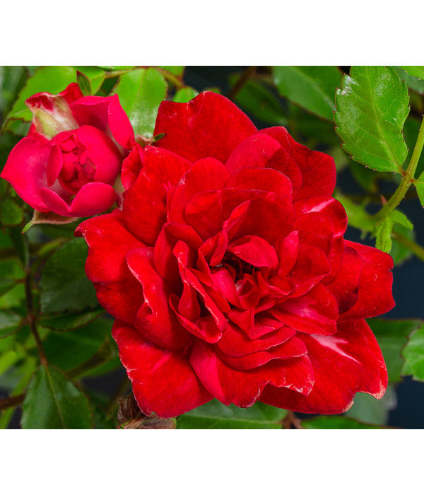  Bodendeckerrose 'Fairy King®', Rot