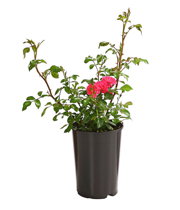  Bodendeckerrose 'Lovely Fairy®'